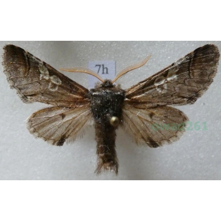 Diloba caeruleocephala (Linnaeus, 1758) male Bielmica sinogłówka Czech7h
